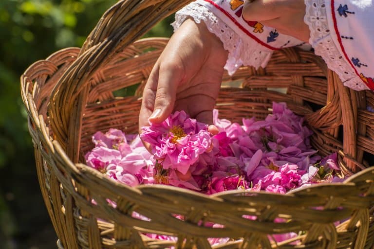 Roses in Kazanlak